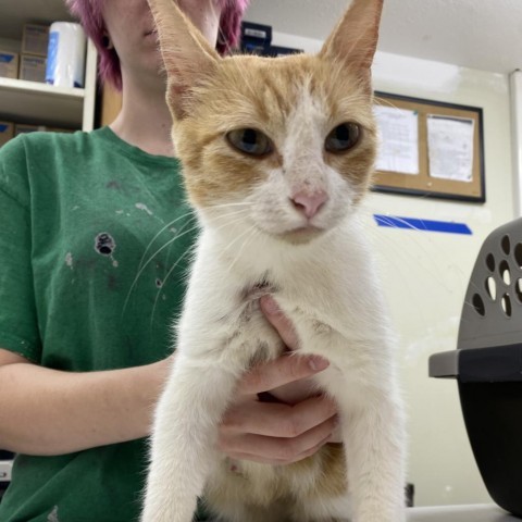 Ginger, an adoptable Domestic Short Hair in Starkville, MS, 39760 | Photo Image 1