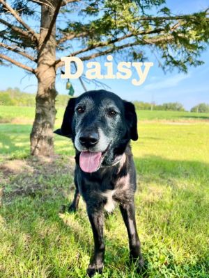 Daisy lab