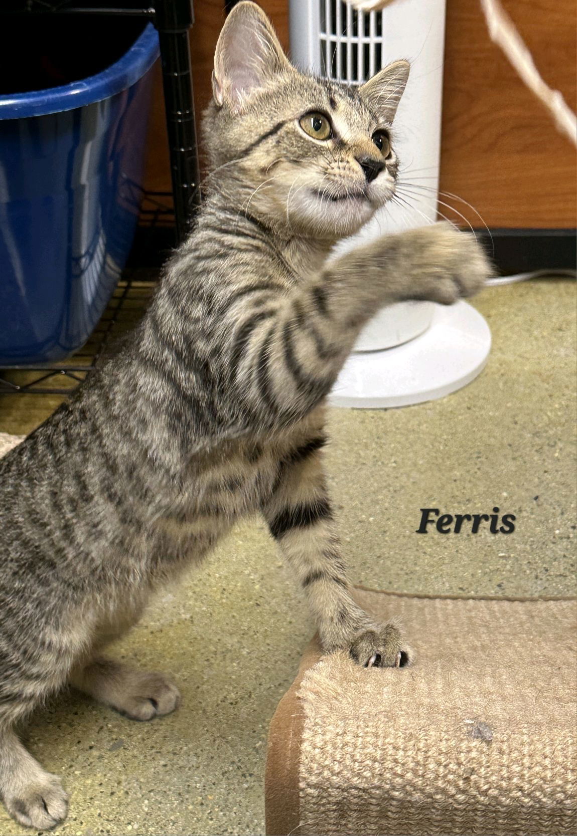 Ferris (24-625)