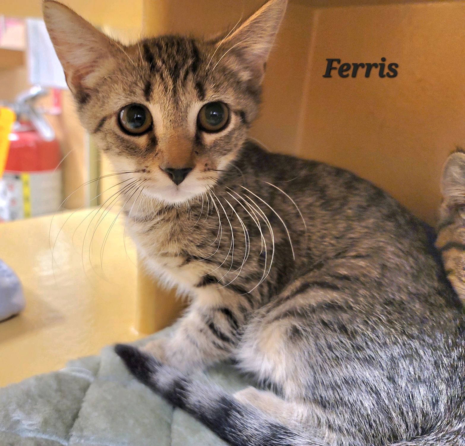 Ferris (24-625)