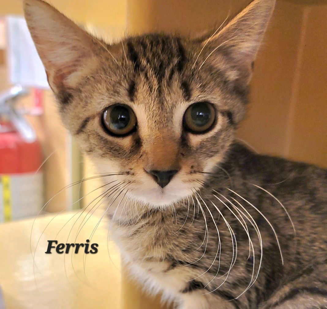 Ferris (24-625)