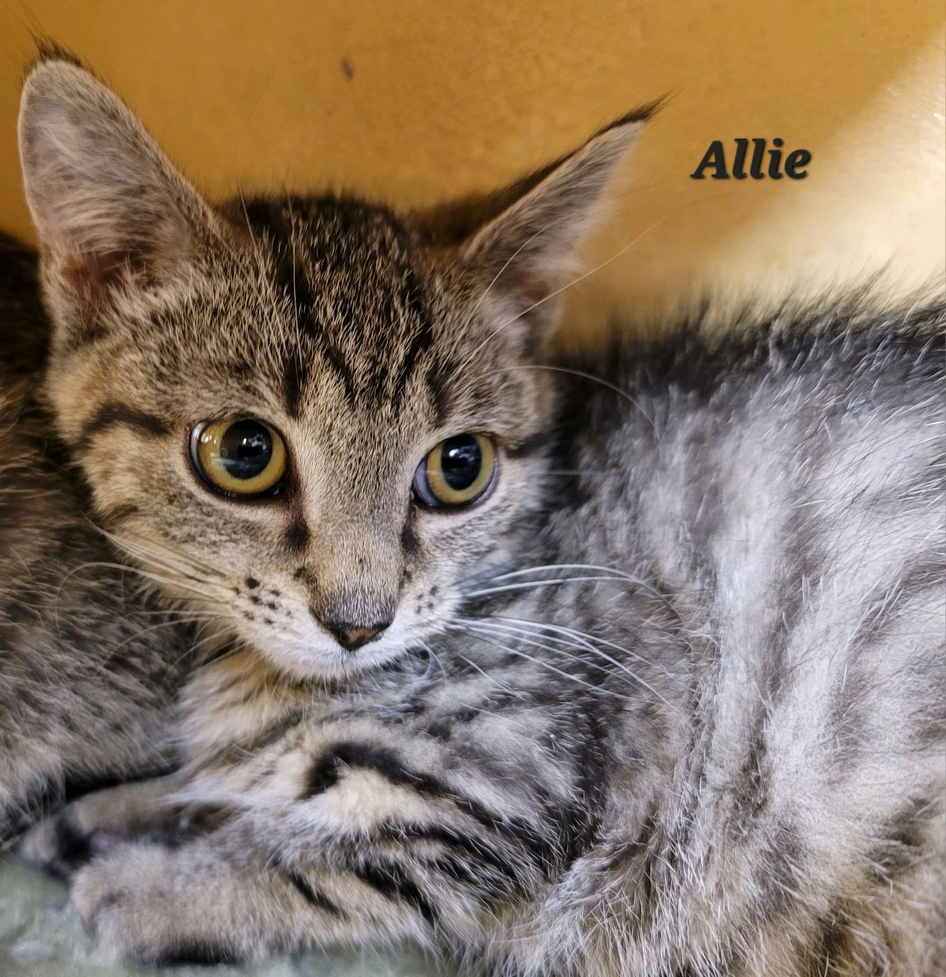 Allie (24-521)