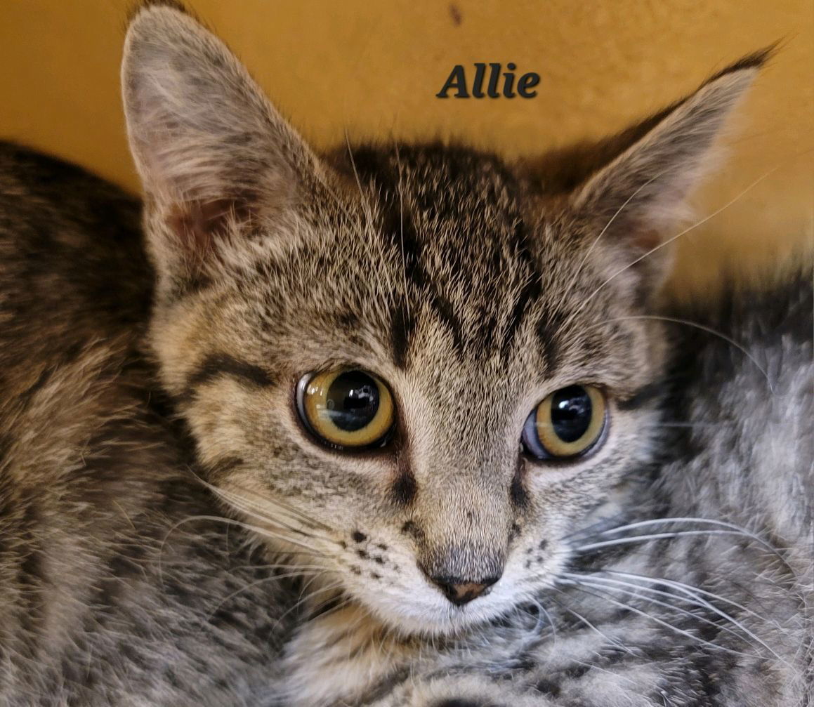 Allie (24-521)