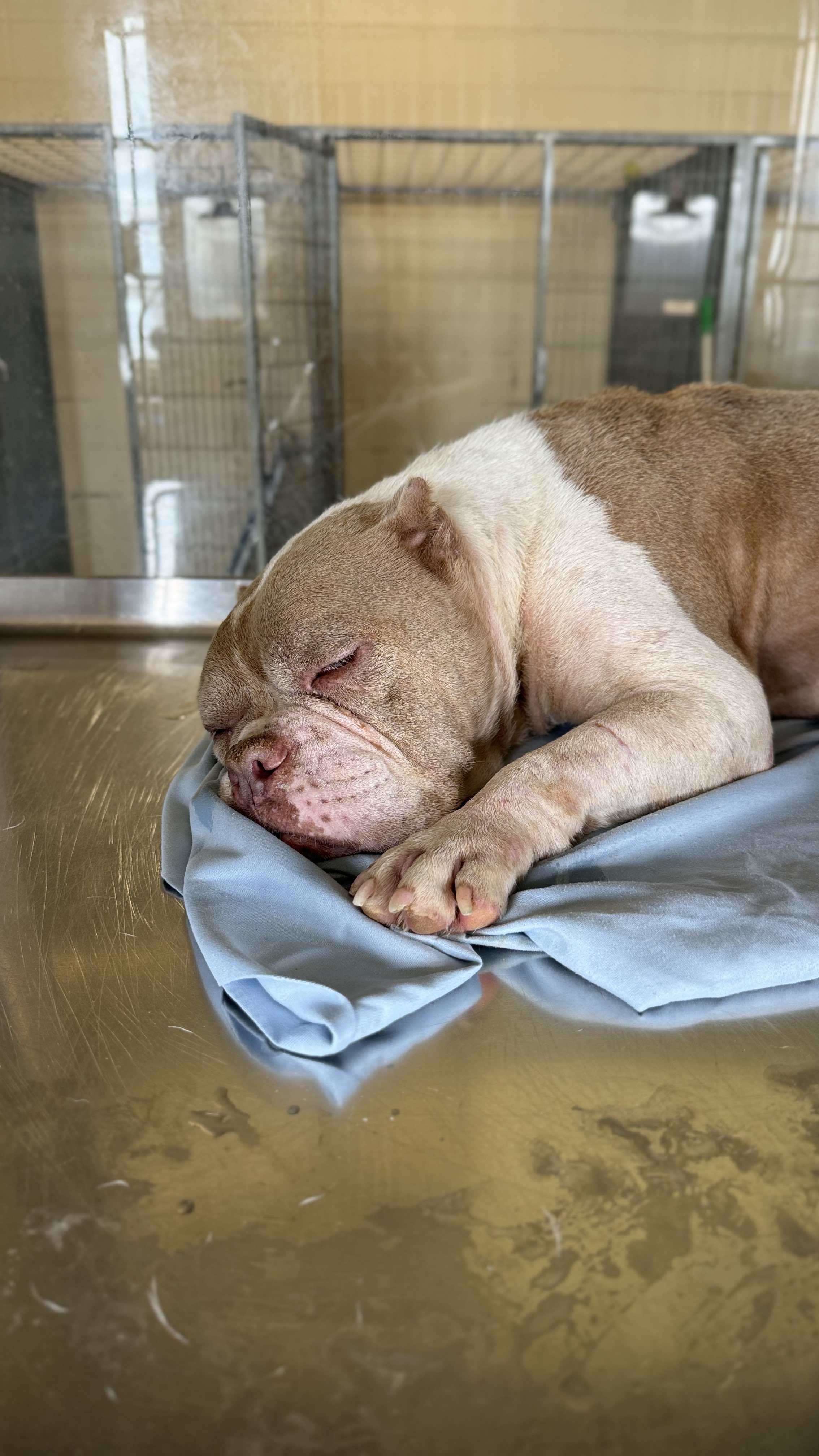 Stella 4 (Malts), an adoptable Pit Bull Terrier in Arlee, MT, 59821 | Photo Image 2