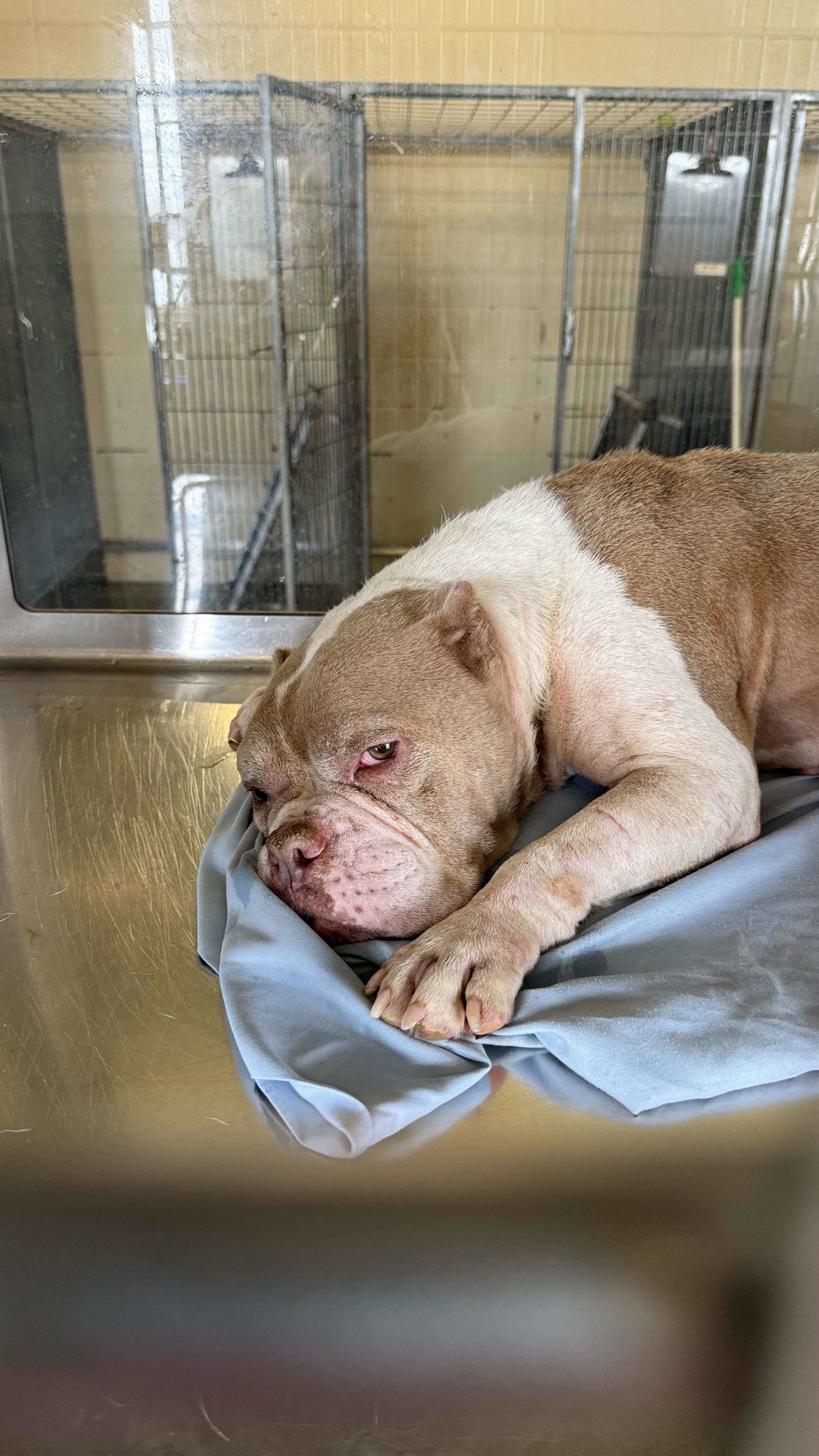 Stella 4 (Malts), an adoptable Pit Bull Terrier in Arlee, MT, 59821 | Photo Image 3