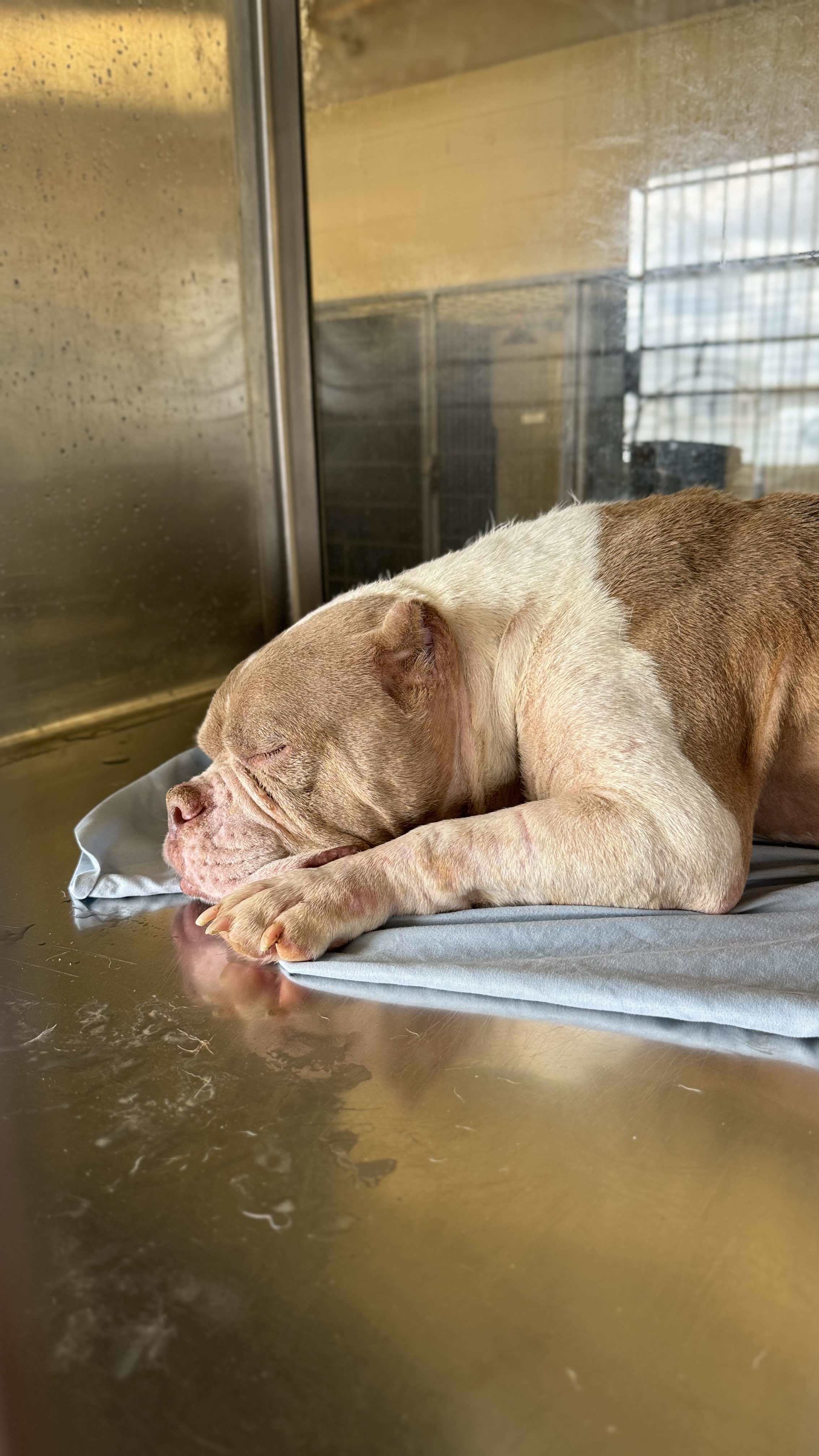 Stella 4 (Malts), an adoptable Pit Bull Terrier in Arlee, MT, 59821 | Photo Image 4