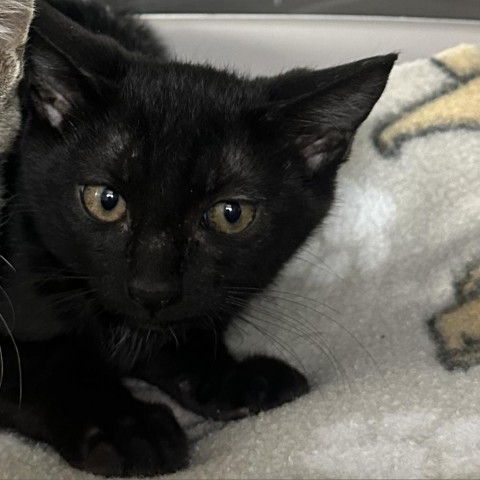 Bocephus, an adoptable Domestic Short Hair in Reno, NV, 89502 | Photo Image 2