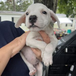 Snorri Mixed Breed Dog