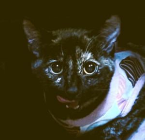 Hi Im Luna Lovegood but my fosters call me LuLu Me and my best friend Major arrived at our foster