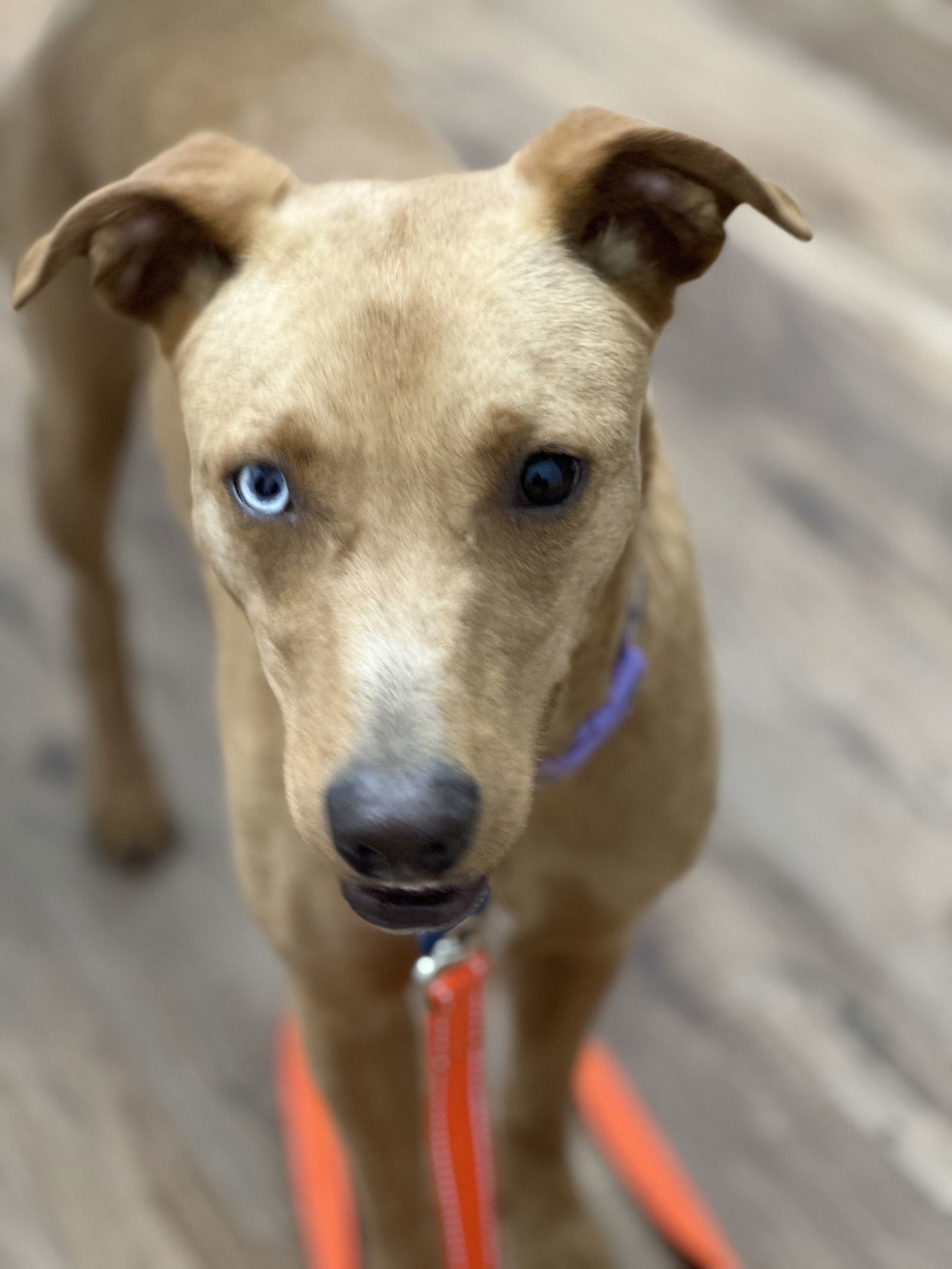 Addie, an adoptable Mixed Breed in Polson, MT, 59860 | Photo Image 1