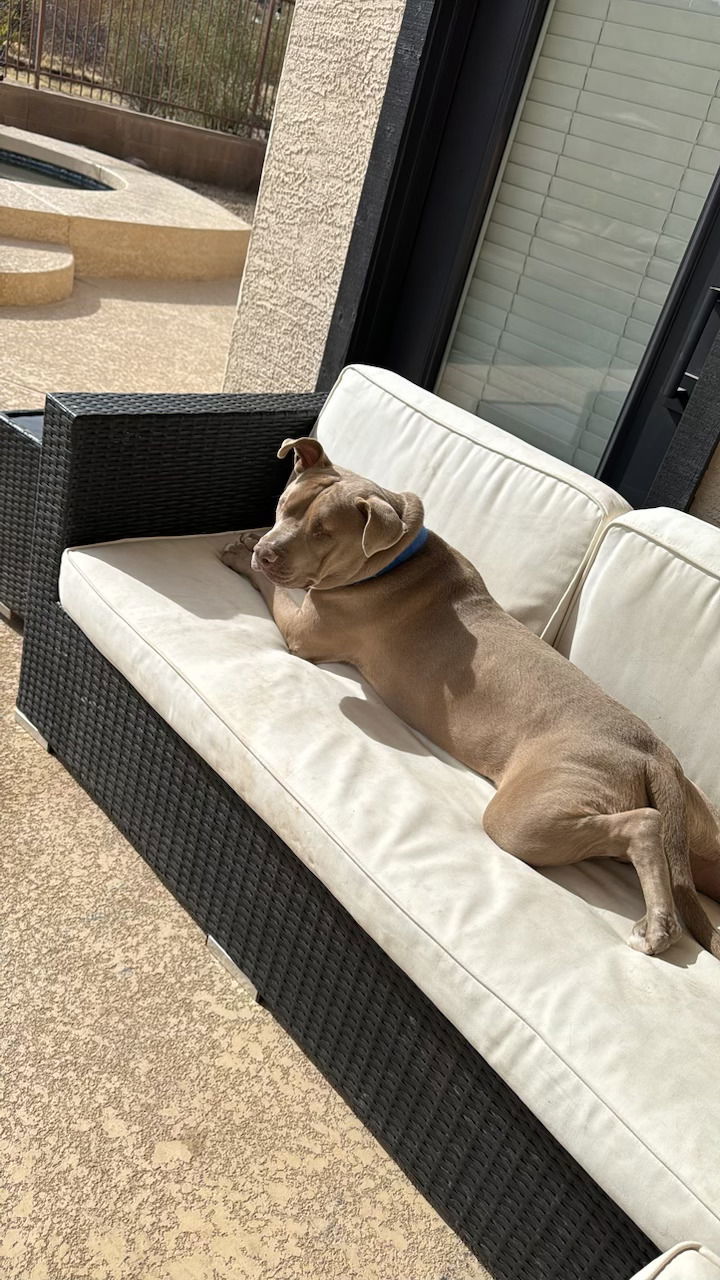 Rocky (Courtesy post)