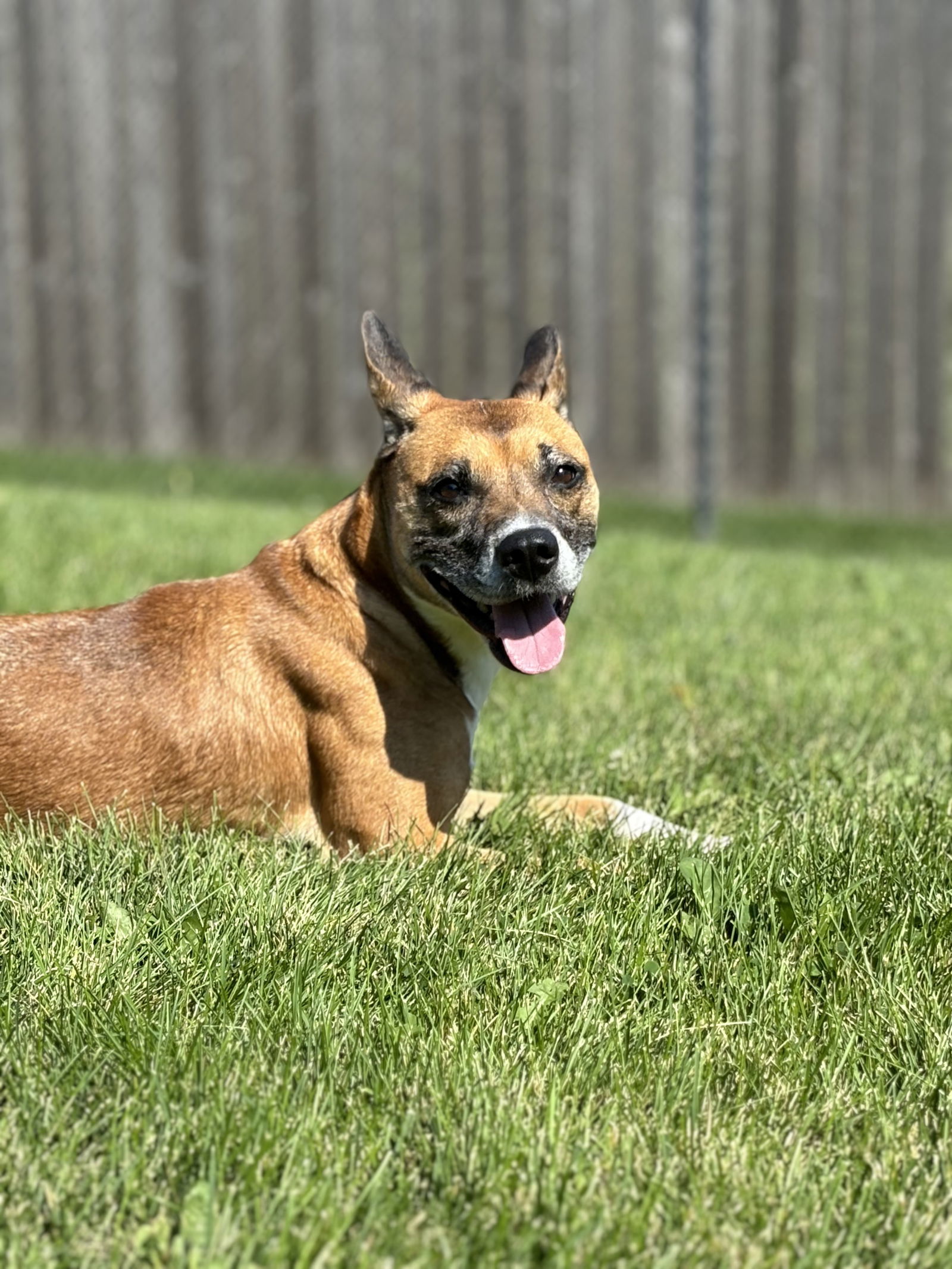 Nevaeh, an adoptable Shepherd in Cedar Rapids, IA, 52405 | Photo Image 1