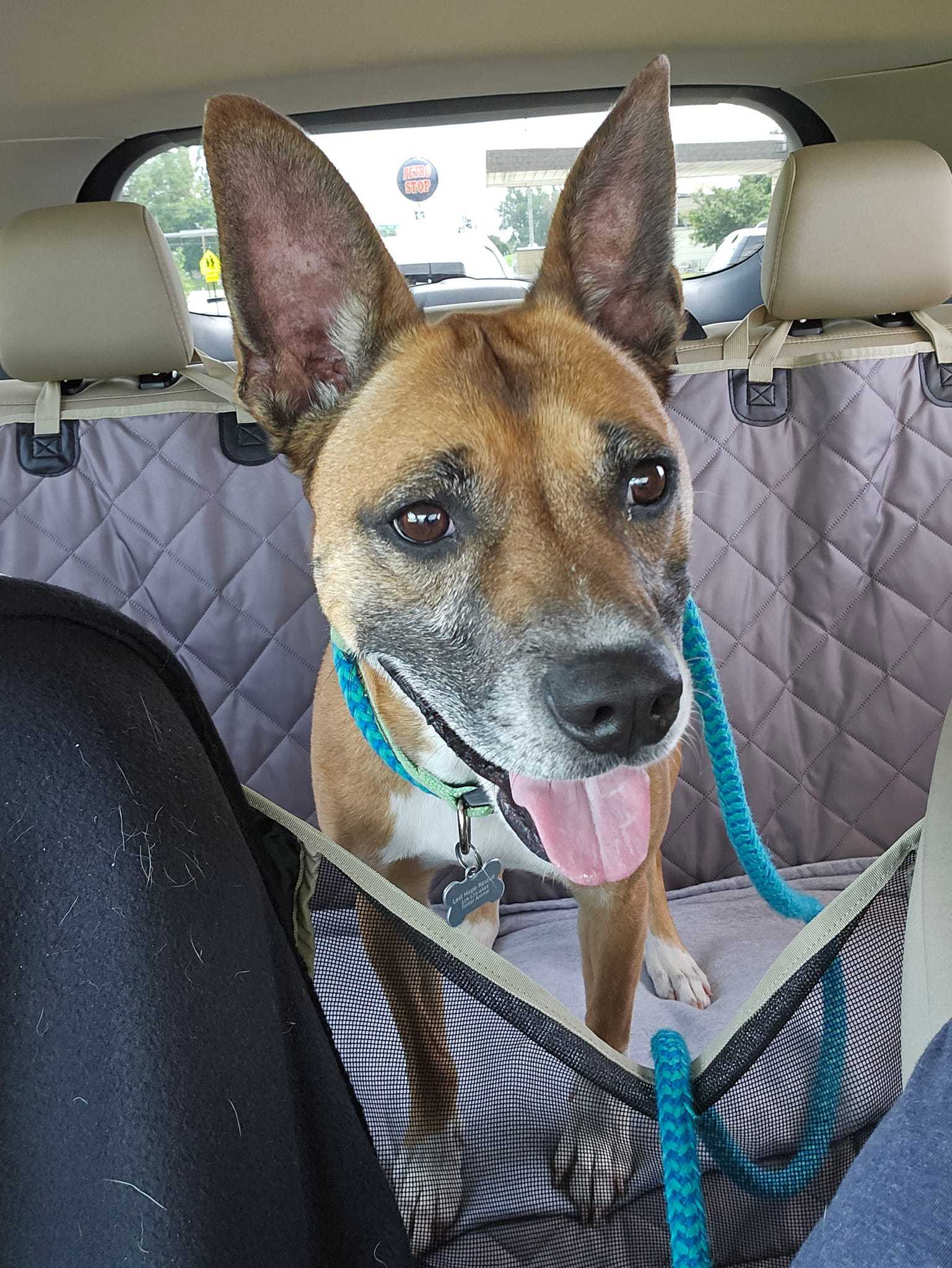 Nevaeh, an adoptable Shepherd in Cedar Rapids, IA, 52405 | Photo Image 3