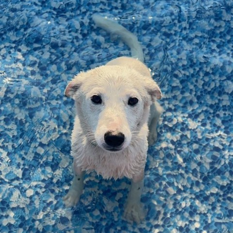 Albie, an adoptable Australian Cattle Dog / Blue Heeler, Mixed Breed in Mount Shasta, CA, 96067 | Photo Image 1