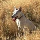 Albie, an adoptable Australian Cattle Dog / Blue Heeler, Mixed Breed in Mount Shasta, CA, 96067 | Photo Image 5