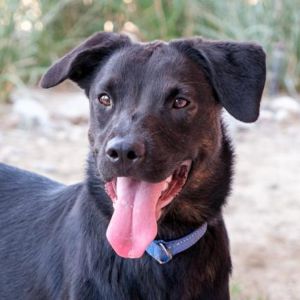 Dayla, Adult Female Shepherd