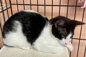 Faith, Young Female Domestic Medium Hair