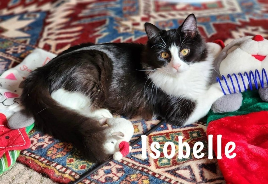 Isobelle, an adoptable Domestic Short Hair in Hoover , AL, 35226 | Photo Image 1