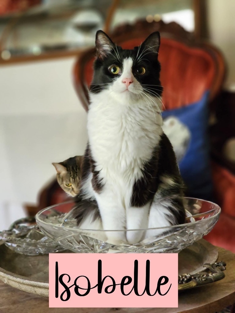 Isobelle, an adoptable Domestic Long Hair in Hoover , AL, 35226 | Photo Image 1