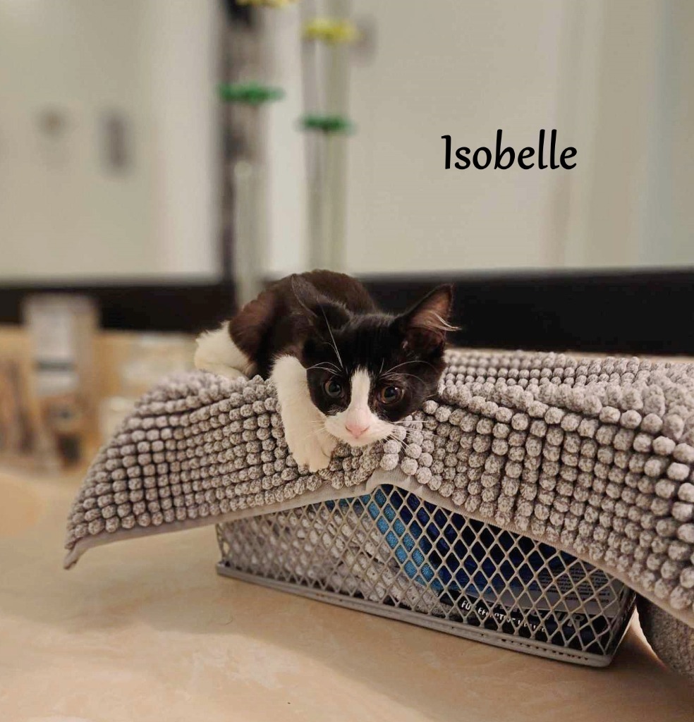 Isobelle, an adoptable Domestic Short Hair in Hoover , AL, 35226 | Photo Image 2