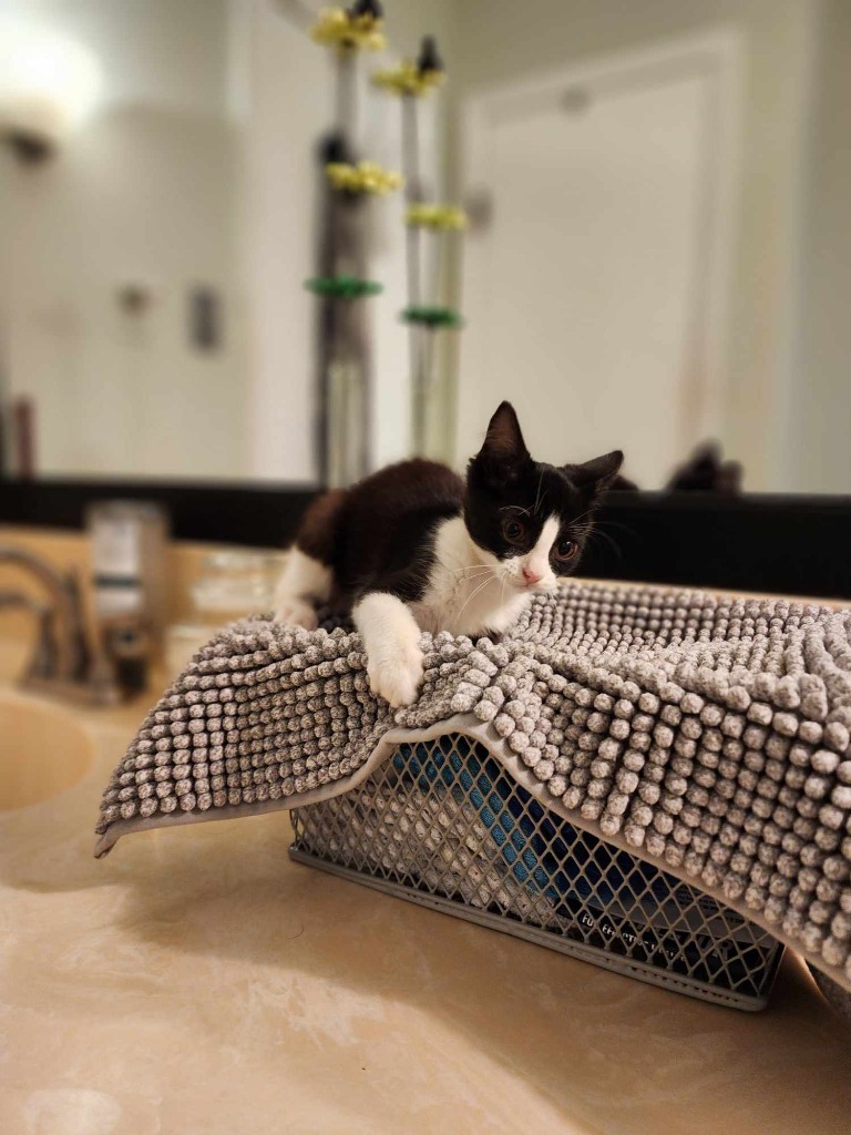 Isobelle, an adoptable Domestic Long Hair in Hoover , AL, 35226 | Photo Image 3