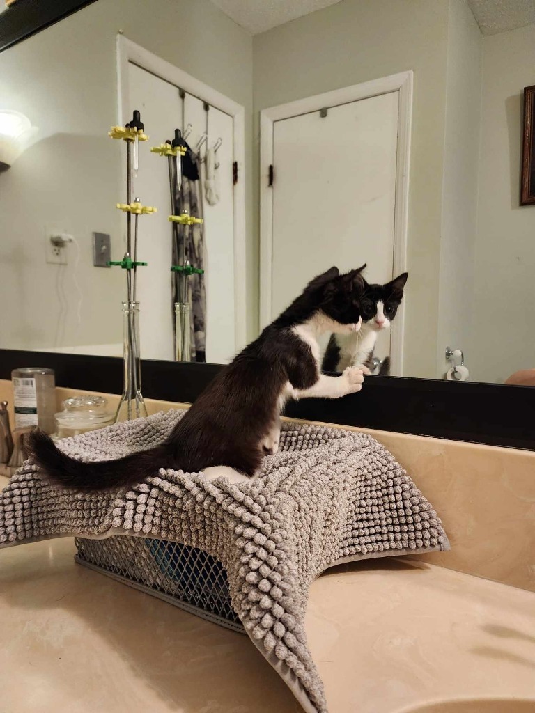 Isobelle, an adoptable Domestic Short Hair in Hoover , AL, 35226 | Photo Image 4