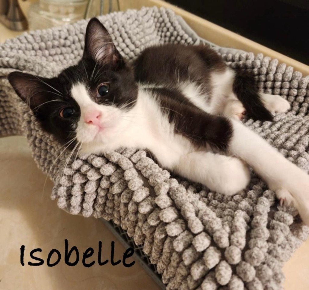Isobelle, an adoptable Domestic Short Hair in Hoover , AL, 35226 | Photo Image 5