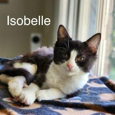 Isobelle, an adoptable Domestic Long Hair in Hoover , AL, 35226 | Photo Image 6