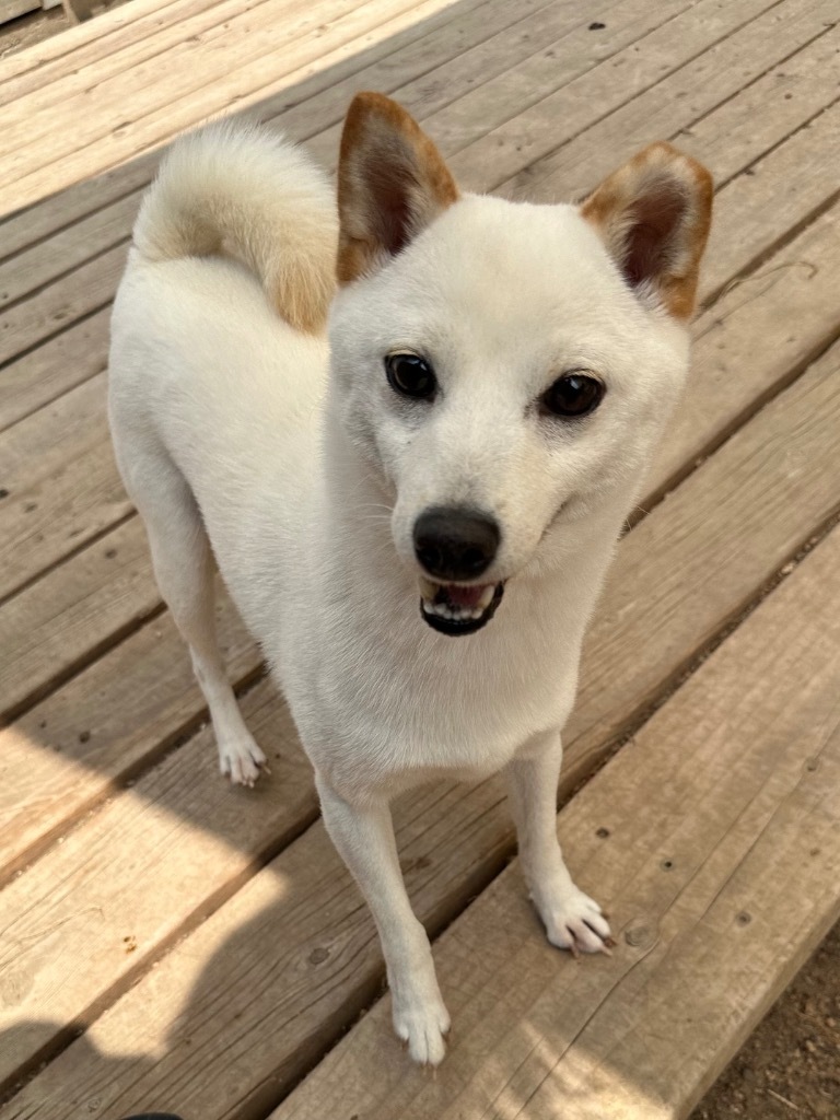 Shania, an adoptable Shiba Inu in Hastings, NE, 68901 | Photo Image 1