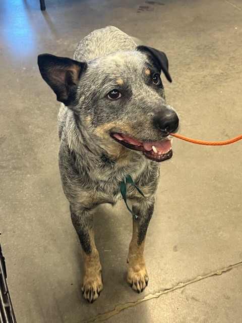 Chopper, an adoptable Australian Cattle Dog / Blue Heeler in Salt Lake City, UT, 84117 | Photo Image 1