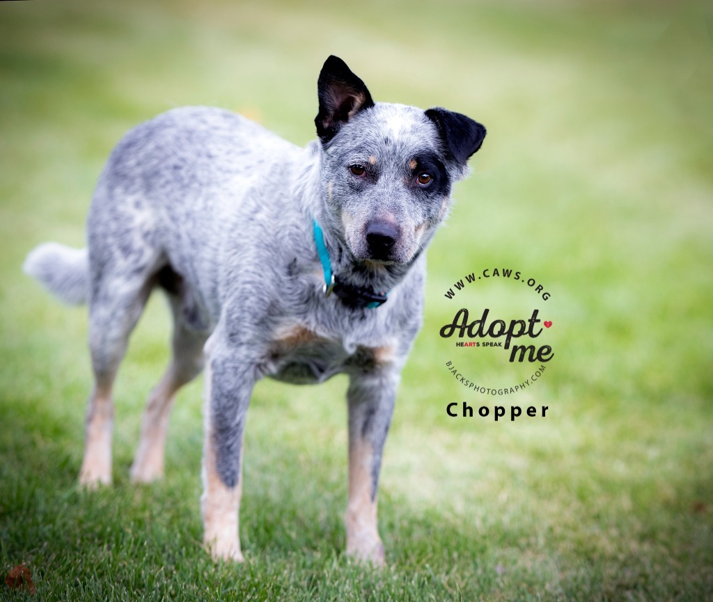 Chopper, an adoptable Australian Cattle Dog / Blue Heeler in Salt Lake City, UT, 84117 | Photo Image 1