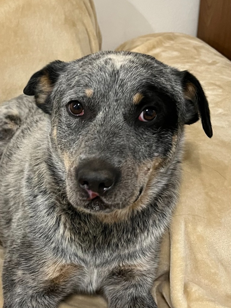 Chopper, an adoptable Australian Cattle Dog / Blue Heeler in Salt Lake City, UT, 84117 | Photo Image 3
