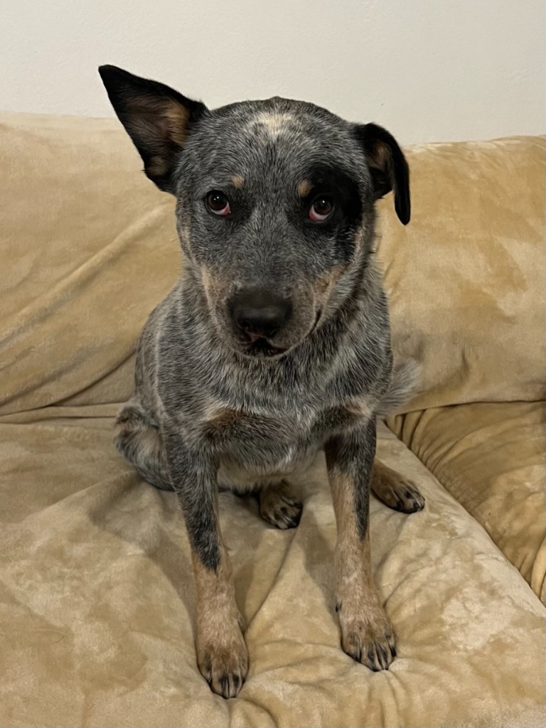 Chopper, an adoptable Australian Cattle Dog / Blue Heeler in Salt Lake City, UT, 84117 | Photo Image 3
