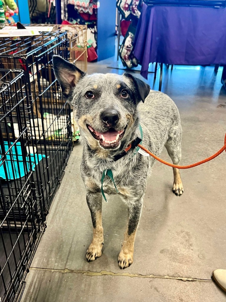 Chopper, an adoptable Australian Cattle Dog / Blue Heeler in Salt Lake City, UT, 84117 | Photo Image 4