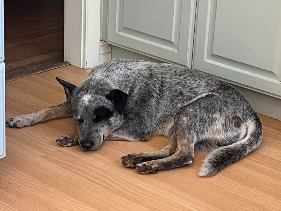 Chopper, an adoptable Australian Cattle Dog / Blue Heeler in Salt Lake City, UT, 84117 | Photo Image 5