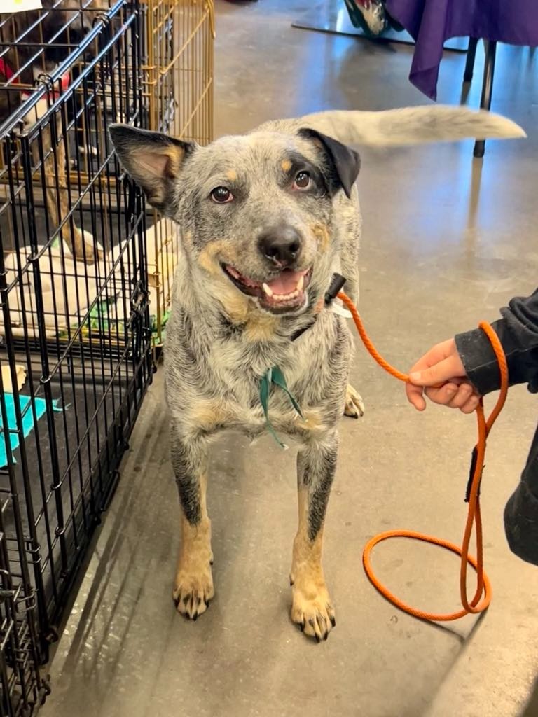 Chopper, an adoptable Australian Cattle Dog / Blue Heeler in Salt Lake City, UT, 84117 | Photo Image 6