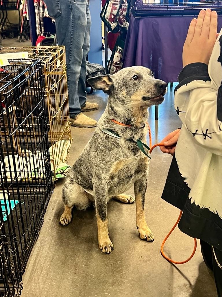 Chopper, an adoptable Australian Cattle Dog / Blue Heeler in Salt Lake City, UT, 84117 | Photo Image 6