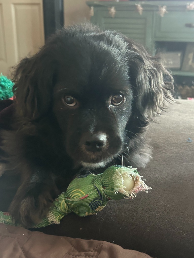 Tuxey, an adoptable Spaniel, Shih Tzu in Salt Lake City, UT, 84117 | Photo Image 1