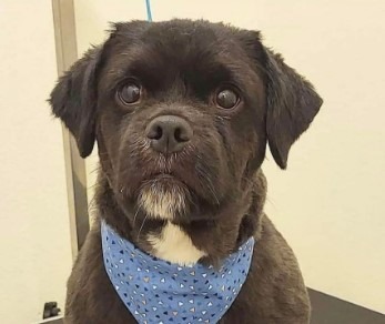 Tuxey, an adoptable Spaniel, Shih Tzu in Salt Lake City, UT, 84117 | Photo Image 4