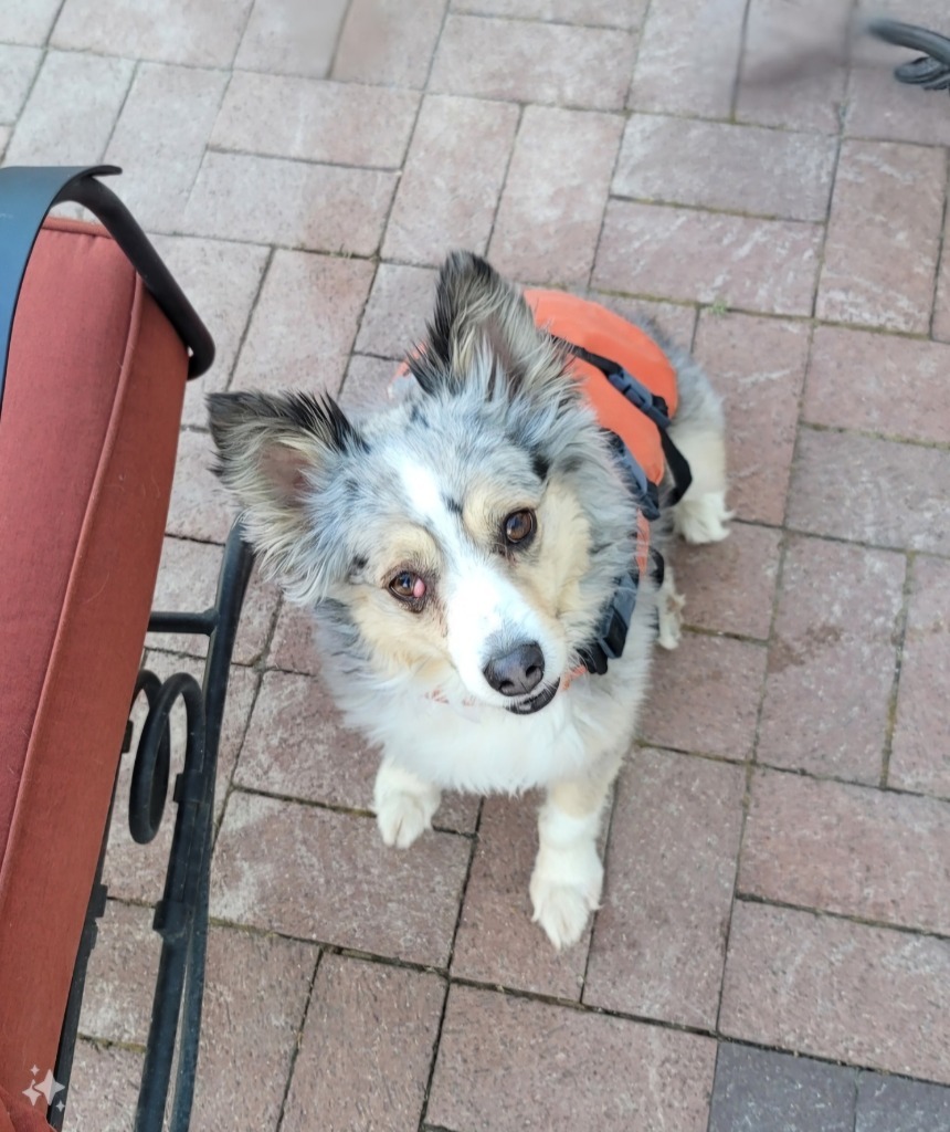 Kayli, an adoptable Australian Shepherd in Salt Lake City, UT, 84117 | Photo Image 1