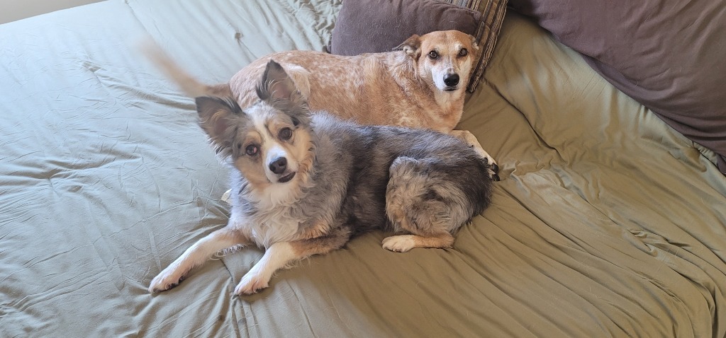 Kayli, an adoptable Australian Shepherd in Salt Lake City, UT, 84117 | Photo Image 2