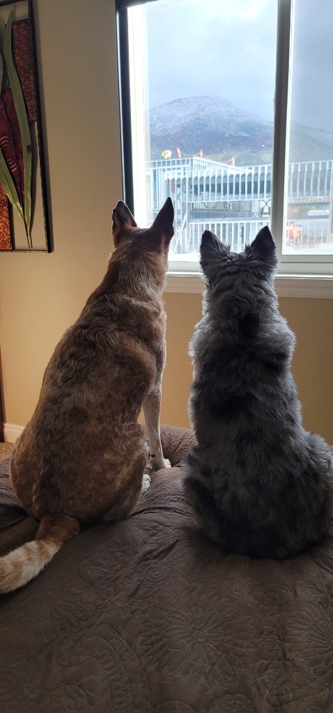 Kayli, an adoptable Australian Shepherd in Salt Lake City, UT, 84117 | Photo Image 3