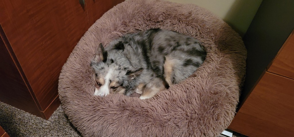 Kayli, an adoptable Australian Shepherd in Salt Lake City, UT, 84117 | Photo Image 4