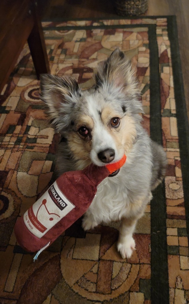 Kayli, an adoptable Australian Shepherd in Salt Lake City, UT, 84117 | Photo Image 5