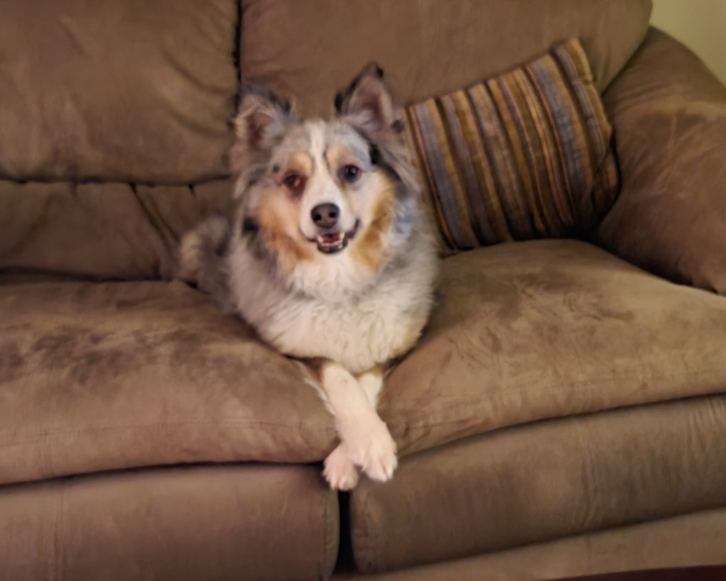 Kayli, an adoptable Australian Shepherd in Salt Lake City, UT, 84117 | Photo Image 6