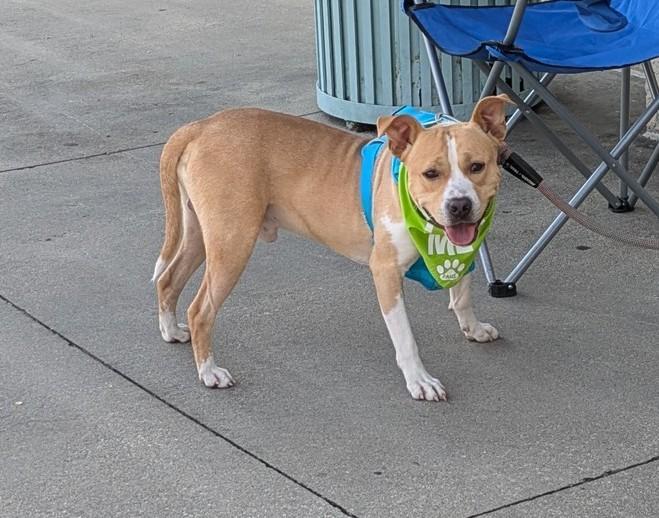 TWISTER, an adoptable Mixed Breed in Florence, SC, 29506 | Photo Image 1