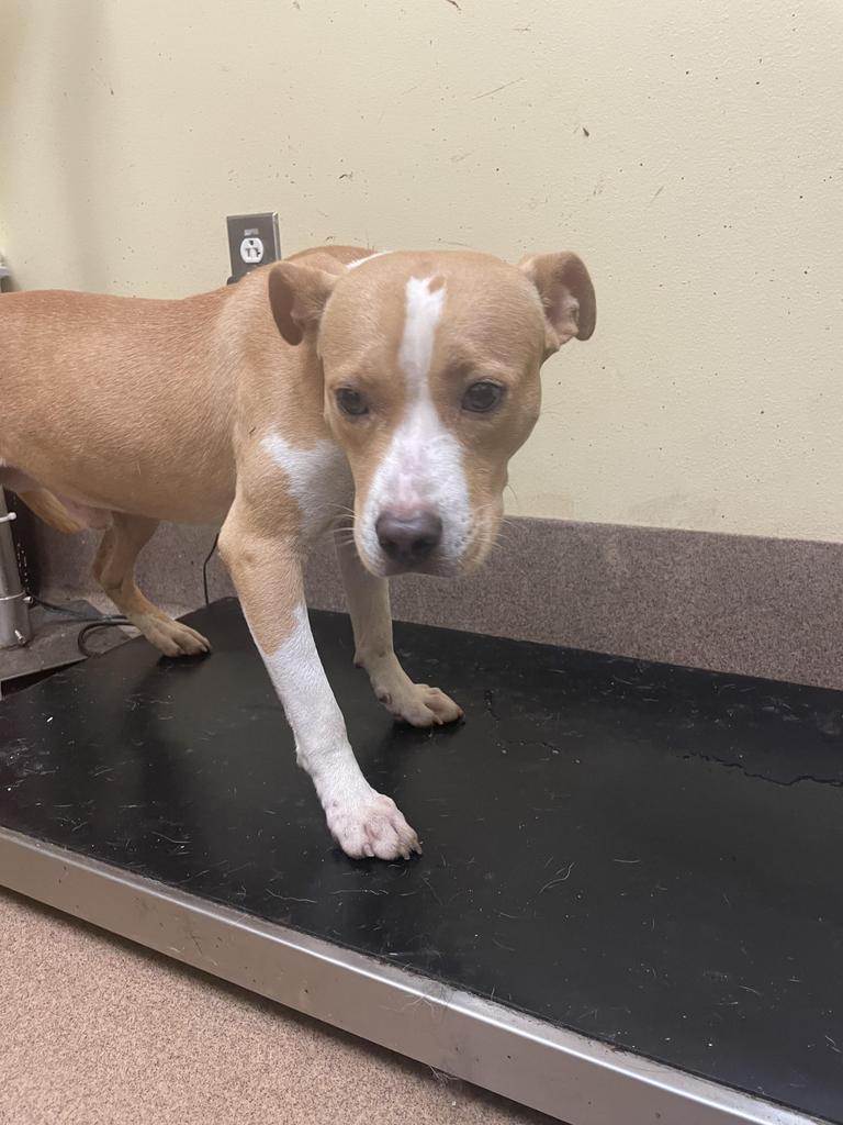 TWISTER, an adoptable Mixed Breed in Florence, SC, 29506 | Photo Image 2