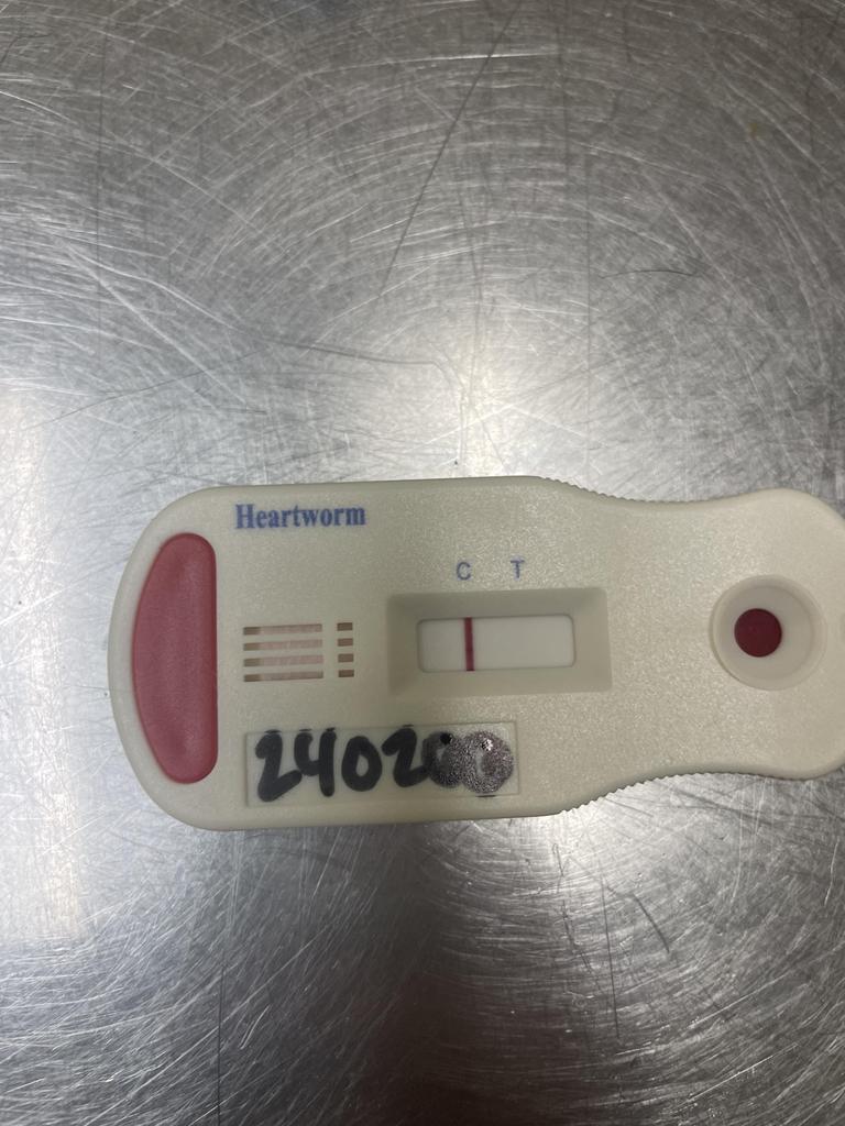 TWISTER, an adoptable Mixed Breed in Florence, SC, 29506 | Photo Image 3