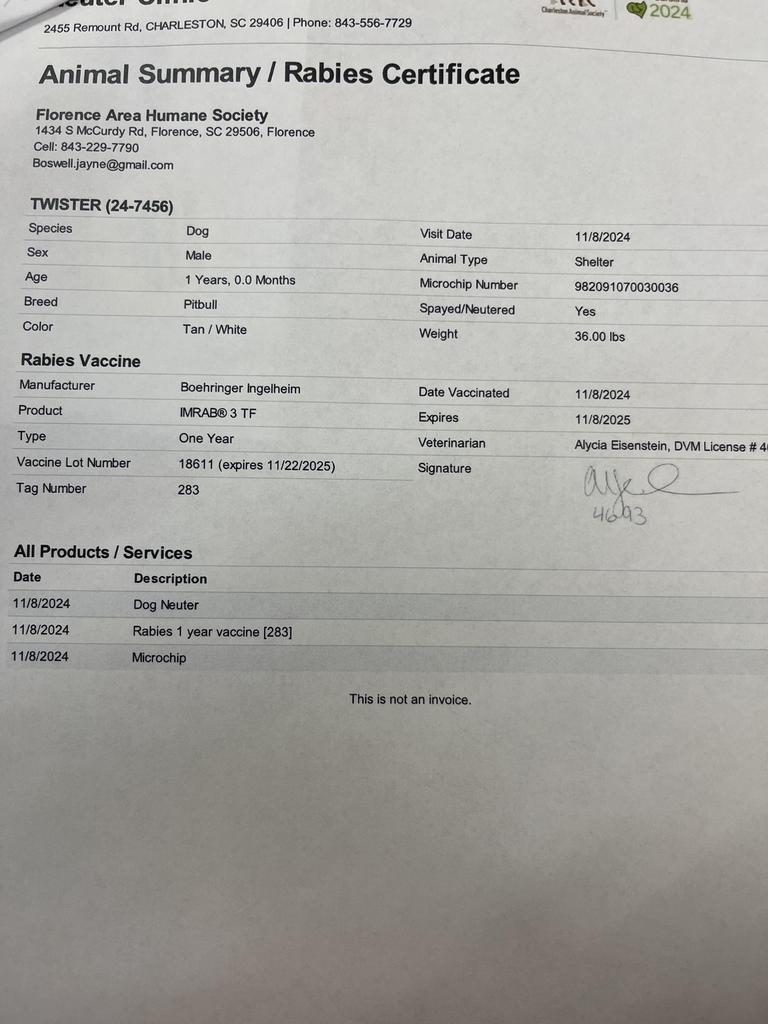 TWISTER, an adoptable Mixed Breed in Florence, SC, 29506 | Photo Image 5