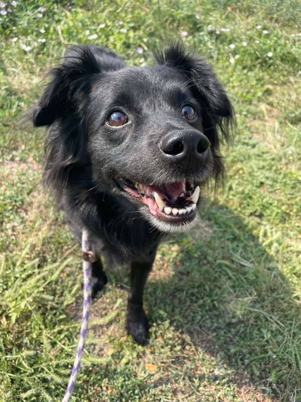 Smokey, an adoptable Mixed Breed in Great Falls, MT, 59405 | Photo Image 1